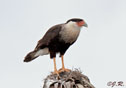 Caracara cheriway